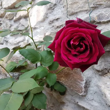 Il Torchio 穆索